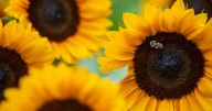 PHOTOS: Pollinators have a day at sunflower patch
