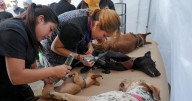 Más de 23 mil atenciones veterinarias en Tlalpan al conmemorarse el Día del Médico Veterinario