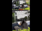 Black bear caught opening car door