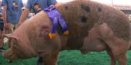 Monticello boar wins Iowa State Fair’s Big Boar contest