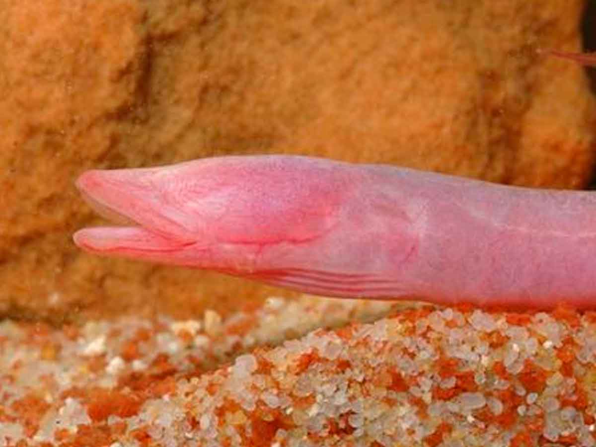Anguila ciega yucateca aparece entre desechos en cenote contaminado