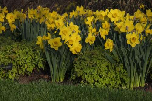 Order bulbs now for fall planting, spring flowers