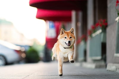 Better Meme Coin to Buy: Dogecoin vs. Shiba Inu