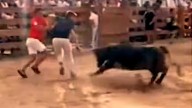 Un periodista fue embestido en vivo por una vaca en una broma que casi se convirtió en tragedia