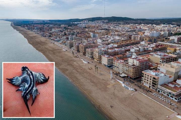 Creepy, venomous creatures wash ashore in Spanish hotspot