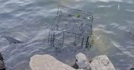 Dog's Barks Broke Calm Of The River When Banged Up Cage Floats Over
