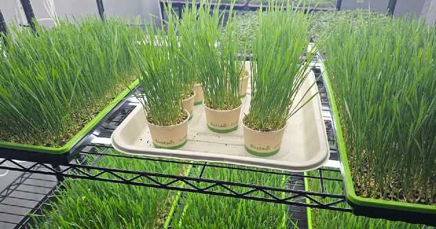 Discover microgreens: Clarion hosts farm tour and tasting event