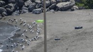 Nueva oleada de nadadores en Ceuta: "La entrada es permanente"