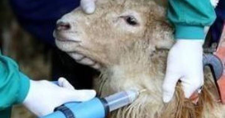 Sanidad detecta el primer caso de lengua azul de esta campaña al sur de Salamanca