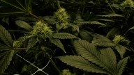 Oklahoma Medical Marijuana Authority launches new 'managing owner' requirement for license holders