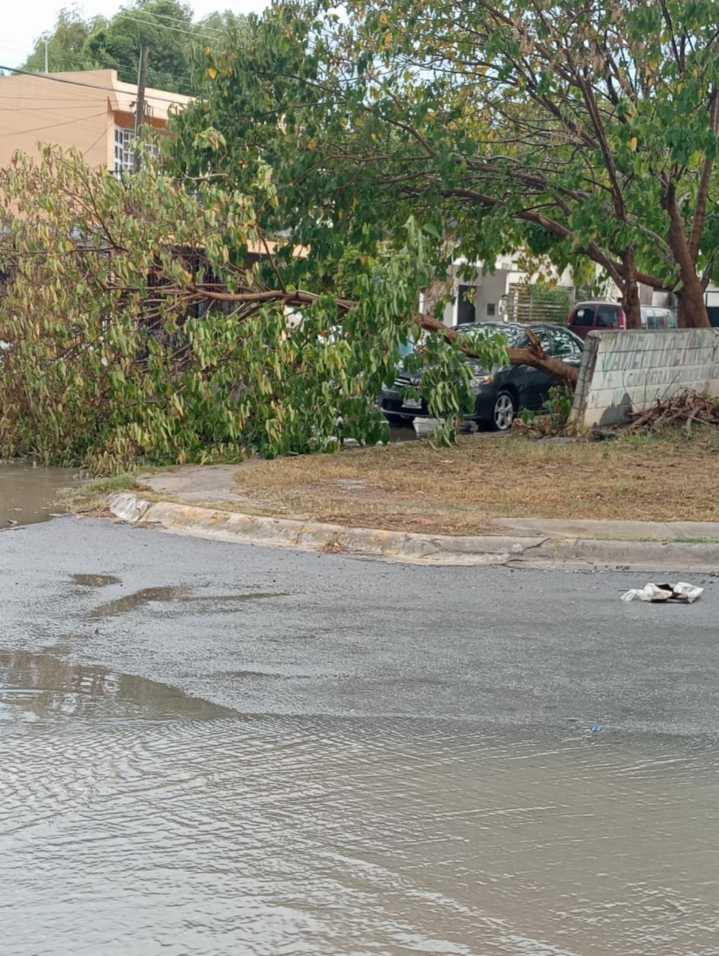 Lluvias fuertes derriban árboles y techos en Montemorelos