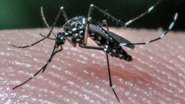 CDC issues travel notice over chikungunya virus. What are the symptoms?
