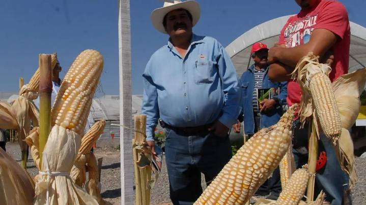 Plagas y sequía agravan pérdidas en el campo; dos mil hectáreas afectadas