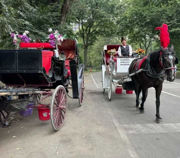Estados Unidos: Grupo consevador de la ciudad de Nueva York apoya la prohibición de los carruajes tirados por caballos