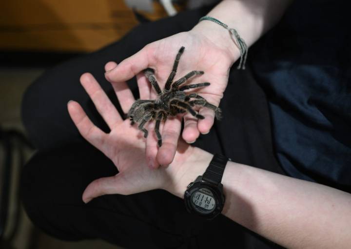 Rosie the tarantula 'retires': Butterfly Pavilion to stop her meet and greets