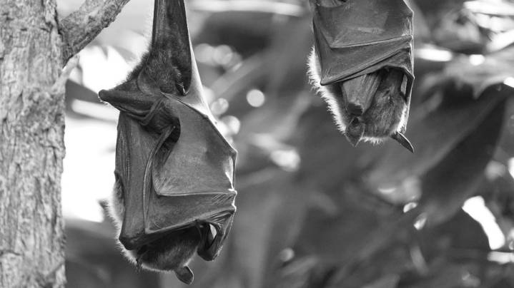 One person, 2 pets exposed to rabid bat in Greenville Co.