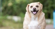 Vet explains how to manage your pet's weight amid 'doggy Mounjaro' plans