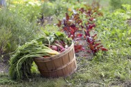 9 Companion Plants to Boost Your Fall Vegetable Garden