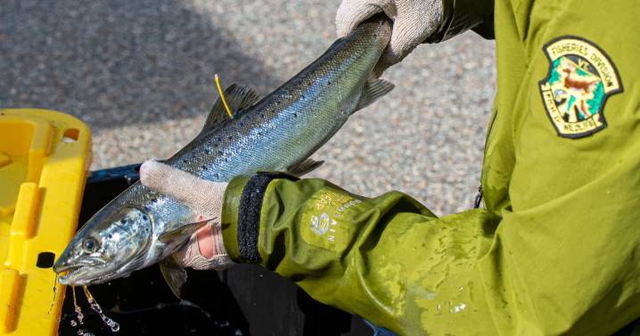 Salmon’s success bodes well for Winooski River health, but flooding and federal cuts stir fear