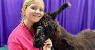 Love of llamas brings the Warren County Herd of Heroes to the Indiana State Fair
