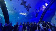 Ven al Gran Acuario Mazatlán como ‘aula viva’ para el aprendizaje