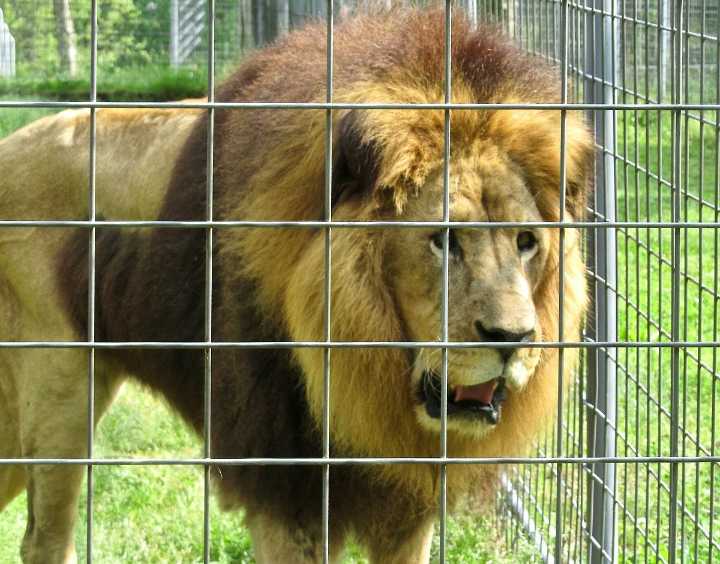 Eureka Springs wildlife refuge will get 3 African lions from Central American resort