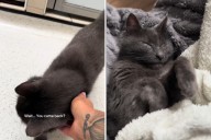 17-Year-Old Cat in Shelter Had No Interest, Then One Visit Changed It All