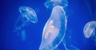 French nuclear plant shuts down due to swarm of jellyfish