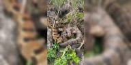 VIDEO: Group of rare venomous snakes found in blufflands of Minnesota