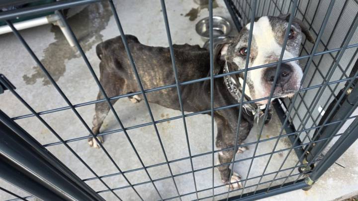 Dog dying of cancer abandoned in Southington: Animal Control