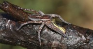 Brits warned to brace themselves as previously extinct 'largest spider' is coming back
