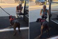 Shelter's 'Most Fearful' Dog Was on Kill List—Then Someone Noticed Him