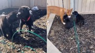 California Family Learns What Adopted Cane Corso Puppies Actually Are After DNA Test