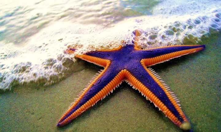 Inside the search for WA’s sea star killer