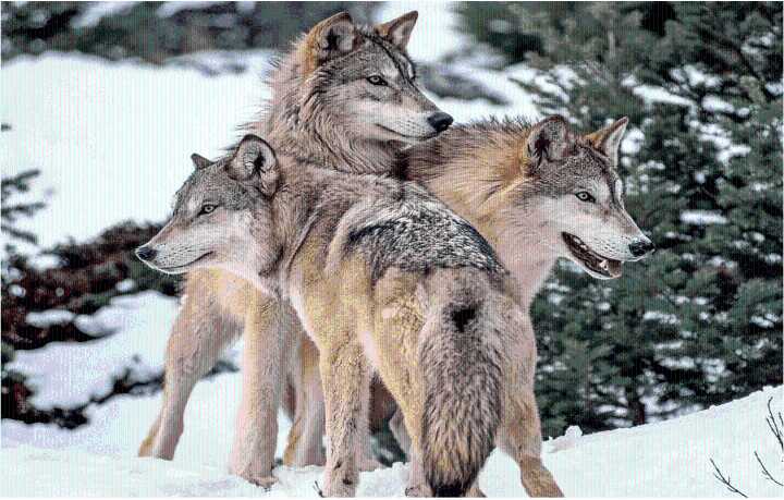 Feds violated Endangered Species Act in denying gray wolf protections, court rules