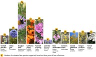 Blooming Bees
