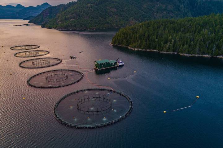 Open net salmon farm exodus expected in B.C., documents reveal