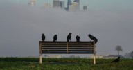 Sex reversal rate rising among Australian birds