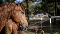 ¿Cuántos caballos hay en Colombia y de esta cifra cuántos están registrados en Fedequinas?