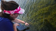 Chesapeake Bay grass survey shows mixed restoration results