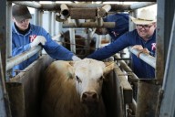 The US plans to build a $750M fly factory in Texas to stop a flesh-eating cattle parasite – Winnipeg Free Press