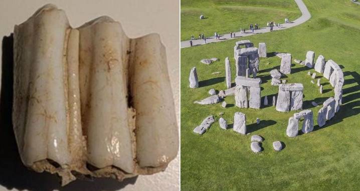 Cow's Tooth Answers Questions About Stonehenge's Construction