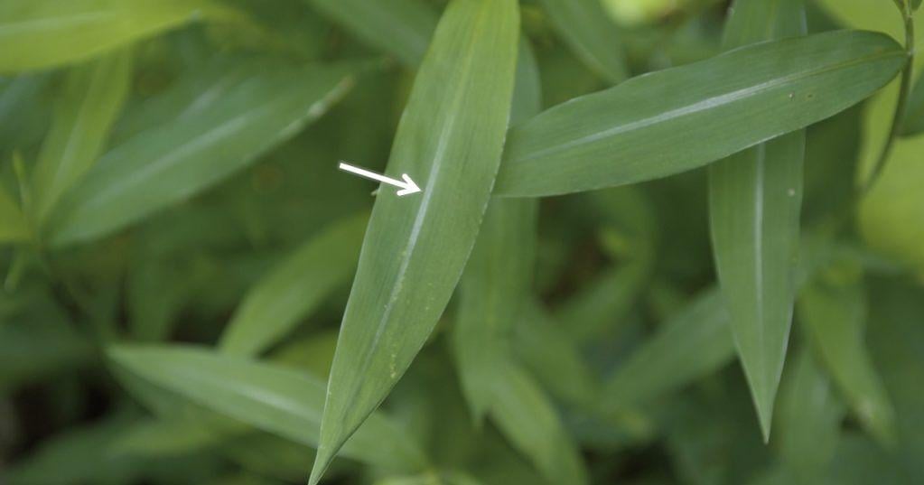 Invasive stiltgrass found in Rock County
