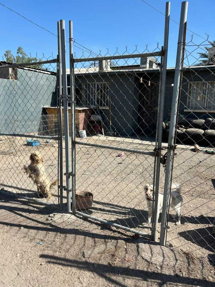 Rescatan a tres canes tras denuncia de crueldad animal en Mexicali