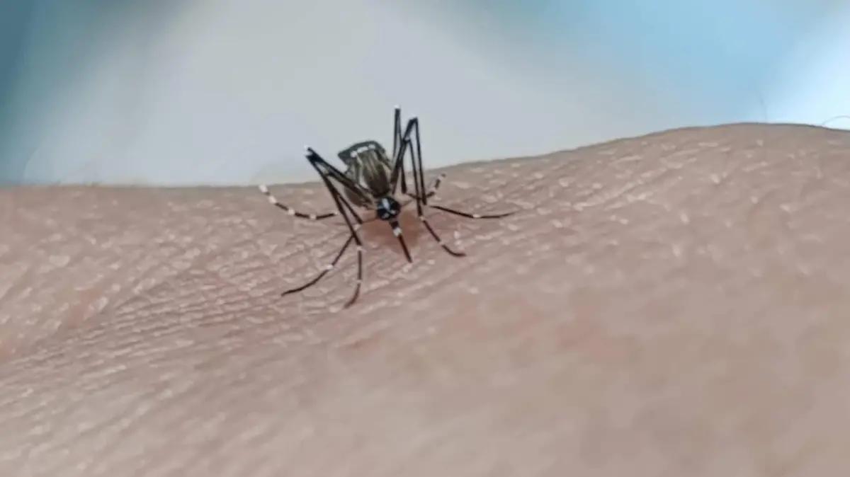 ¡Día Internacional Contra el Dengue! ¿Sabes reconocer los síntomas del dengue? Fiebre, dolores y erupciones