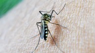 Italia suma cinco nuevas muertes por el virus del Nilo Occidental y alcanza los 27 fallecidos