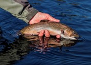 Everything you need to know about Maine’s brook trout