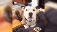 Pit Bull Mom Found On Texas Street Without Her Babies Faces Euthanasia, Until A Hopeful Moment Arrives