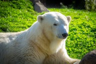 Midwest zoo set to welcome new polar bear in coming weeks