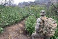 Over 2,000 Marijuana Plants Removed from Sequoia National Park in California